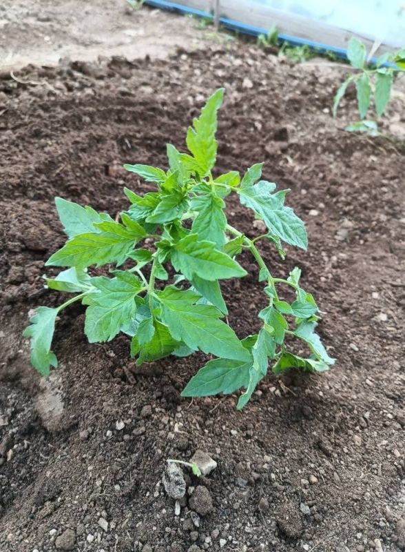 Ana and Vlade Divac Foundation Provided USD 1 Million in Support to the Most Vulnerable in 2025