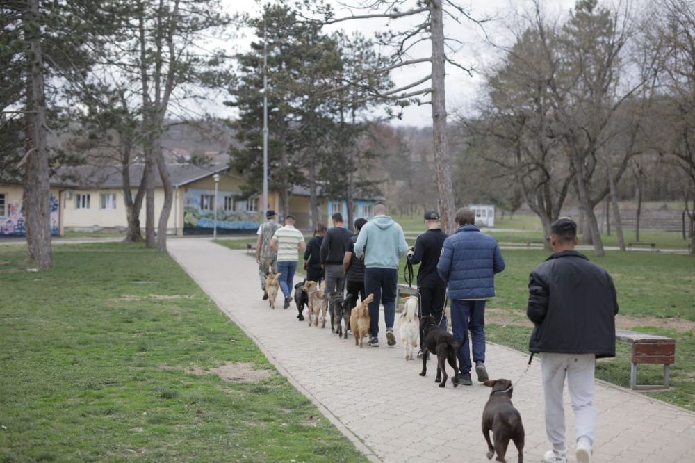 Dog Training as a Path to the Resocialization of Juvenile Offenders