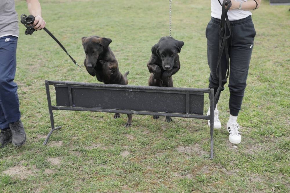 Dog Training as a Path to the Resocialization of Juvenile Offenders