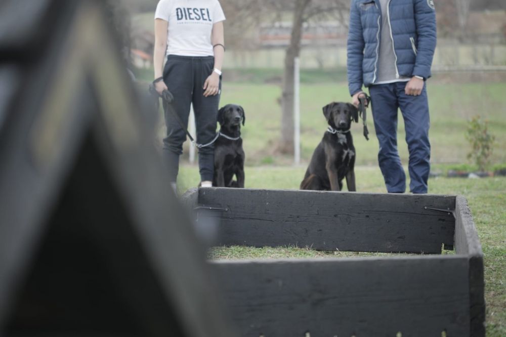 Dog Training as a Path to the Resocialization of Juvenile Offenders