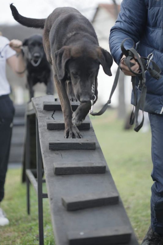 Dog Training as a Path to the Resocialization of Juvenile Offenders
