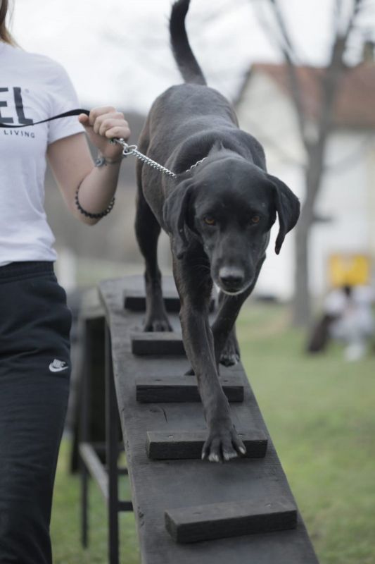Dog Training as a Path to the Resocialization of Juvenile Offenders