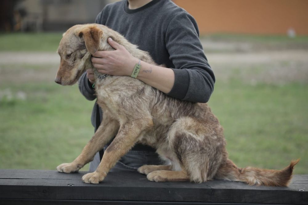 Dog Training as a Path to the Resocialization of Juvenile Offenders