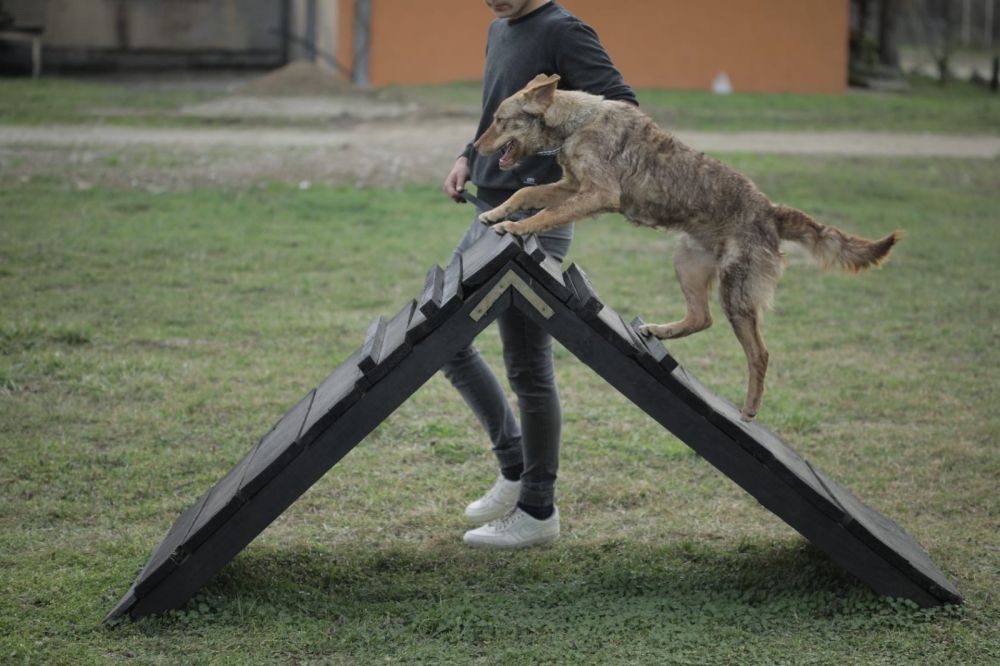 Dog Training as a Path to the Resocialization of Juvenile Offenders