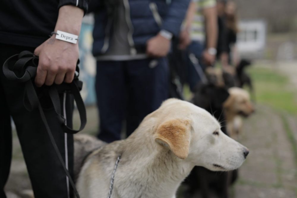 Dog Training as a Path to the Resocialization of Juvenile Offenders