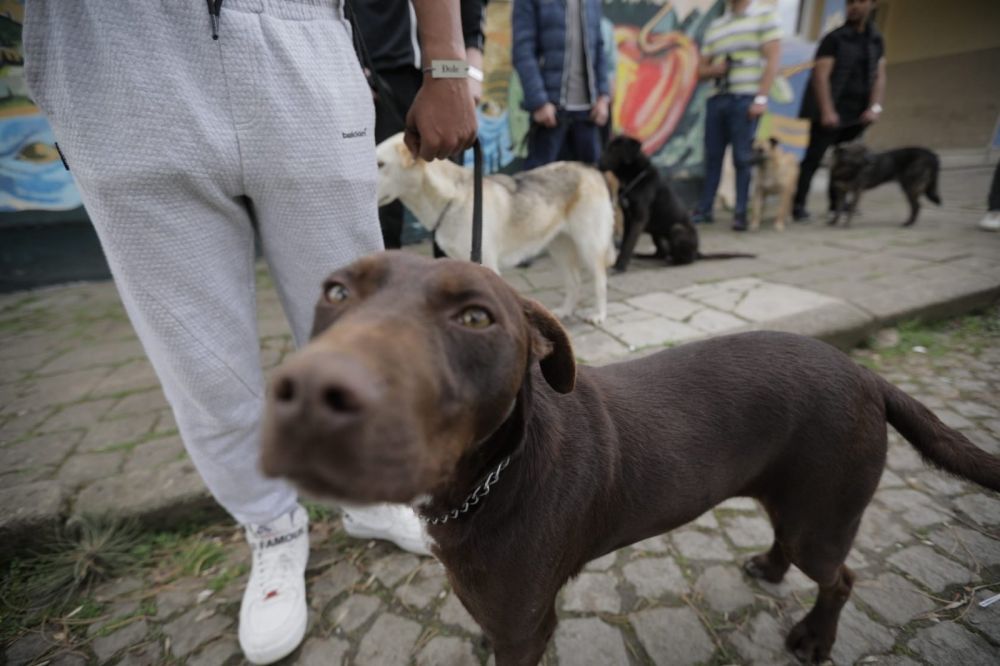 Dog Training as a Path to the Resocialization of Juvenile Offenders