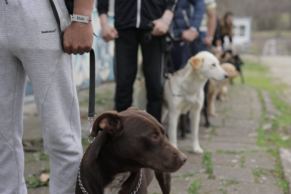 Dog Training as a Path to the Resocialization of Juvenile Offenders