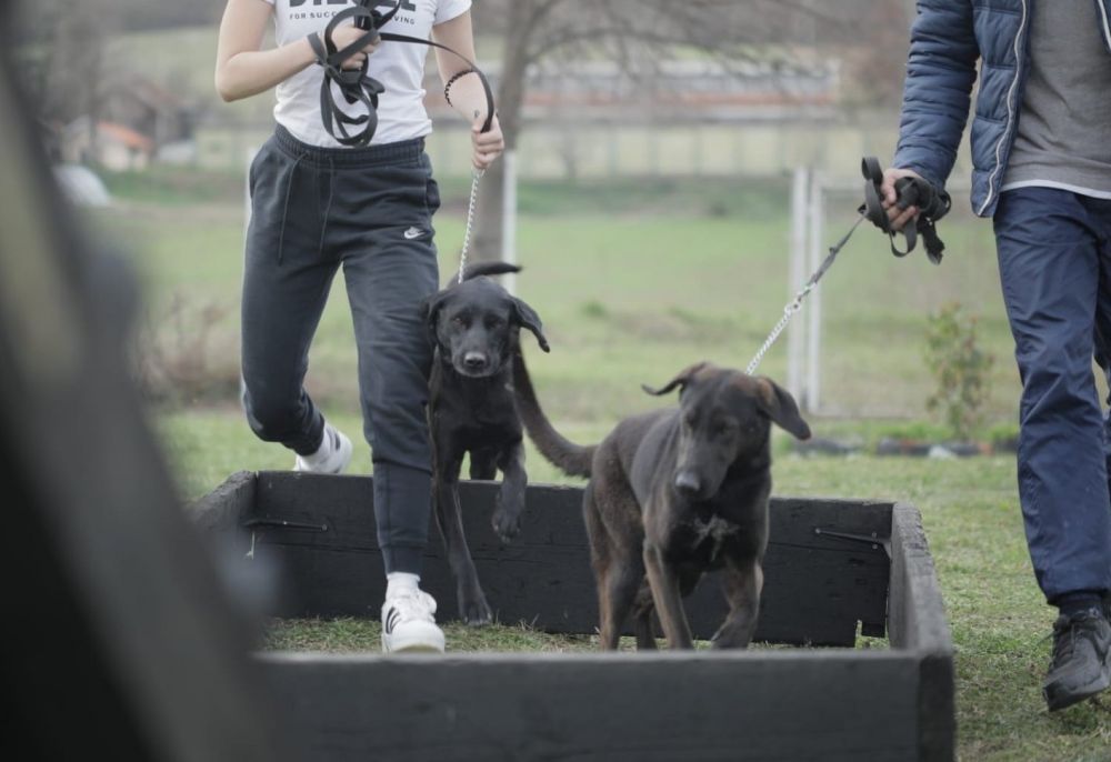 Dog Training as a Path to the Resocialization of Juvenile Offenders